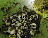 Foto langkah ke 4 dari resep Cumi masak hitam.
