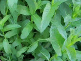 عصير الحمضيات والنعنع والزنجبيل المنعش