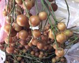 Hình bước làm 1 của món Mứt quất hồng bì - tây bắc nhé các bác