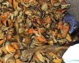 Foto langkah ke 3 dari resep Kerang Hijau Kuah Santan.