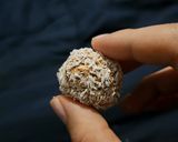 Foto del paso 2 de la receta: Trufas de avena y quinoa pop