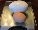 A picture of step 3 of California Farm March Goose Egg Harvest.