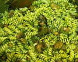 Rakott gombás spenótos tészta recept fázis 4 fotója