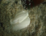Foto del paso 1 de la receta: Arroz con crema