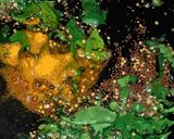 A picture of step 1 of Vada pav.