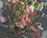 Foto langkah ke 1 dari resep Sambal Pecak ala FD.