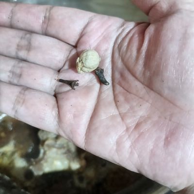 Langkah 6