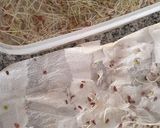 Foto del paso 3 de la receta: 🌱👩🏻‍🌾 Germinados en casa de Chía y lino