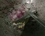 Foto langkah ke 2 dari resep Nasi Goreng Chilli Oil.