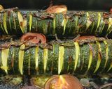 Foto del paso 4 de la receta: Calabacines Hasselback con Panceta y Gouda sobre Lecho de Tomate y Cebolla