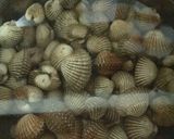 Foto langkah ke 1 dari resep Kerang Dara Rebus.