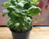 Foto del paso 1 de la receta: Salsa de Pesto
