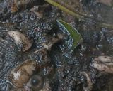 Foto langkah ke 5 dari resep Cumi Bumbu Hitam.
