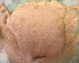 A picture of step 3 of Macoroni salad with seasoned cod roe (mentaiko).