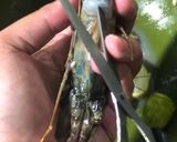 Foto langkah ke 1 dari resep Kaldu Udang Bubuk.