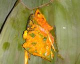 Foto langkah ke 5 dari resep Pepes ikan kembung.