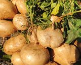 Hình bước làm 1 của món Củ Sắn Nước (Củ Đậu) Xào Ruốc