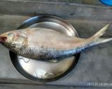 সর্ষে পোস্ত ইলিশ (sorshe posto illish recipe in Bengali) রেসিপি ধাপ - 1 ছবি