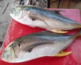 Foto del paso 1 de la receta: Ceviche de jurel