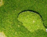 صورة لخطوة 5 من وصفة كاوكاو بيستاش