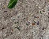 சத்தான கேழ்வரகு அடை (Kelvaragu adai recipe in tamil) ரெசிபி ஸ்டேப் 6 புகைப்படம்