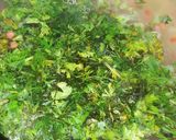 લેમન કોરીયેન્ડર સૂપ (Lemon Coriander Soup Recipe in Gujarati) રેસીપી સ્ટેપ3ફોટો