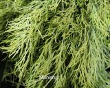 A picture of step 1 of Dill Leaves Fritters.