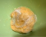Epres rácsos pite recept fázis 1 fotója
