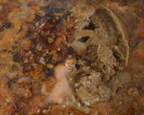 A picture of step 4 of Mutton Curry.