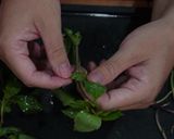 塔香茄子的食譜步驟2照片