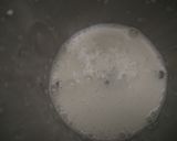 A picture of step 4 of Curd and Apple  smoothie.