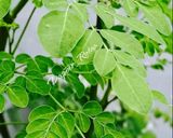 Foto langkah ke 1 dari resep Bening Daun Kelor.
