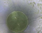 A picture of step 1 of Mint lemonade mojito.