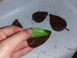 Hojitas de chocolate