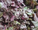 A picture of step 1 of Laal Saag Bhaji.