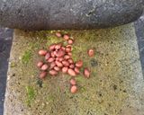 Foto langkah ke 3 dari resep Ticah Bunga Kates Daun Singkong.