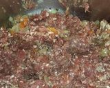 Foto del paso 2 de la receta: Super Lasaña