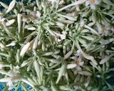 Foto langkah ke 1 dari resep Tumis bunga kates.