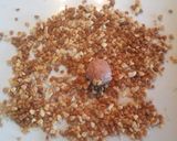 Foto del paso 3 de la receta Ferreros de foie