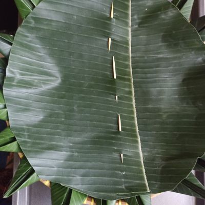 Langkah 7