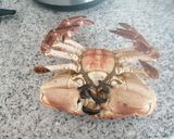 Foto del paso 1 de la receta: Buey de mar hervido estilo gallego