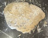 Foto del paso 2 de la receta: Galletas