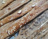 Foto del paso 2 de la receta: ✨✴ Mix de Talitas integrales saborizadas ✨✴