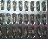 Foto langkah ke 6 dari resep Lidah Kucing Coklat.