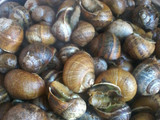 Caracoles a la llauna