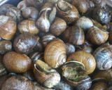 Foto del paso 1 de la receta: Caracoles a la llauna