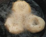 A picture of step 15 of Traditinal south Indian breakfast platter.
