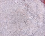A picture of step 1 of Bread crumbs sandwich.
