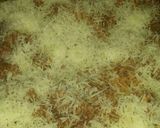 Foto del paso 6 de la receta: Canelones de acelga