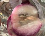 Hình bước làm 1 của món Vú Sữa Dầm Đá
